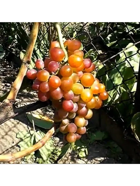 blestyaschiy-3-229025