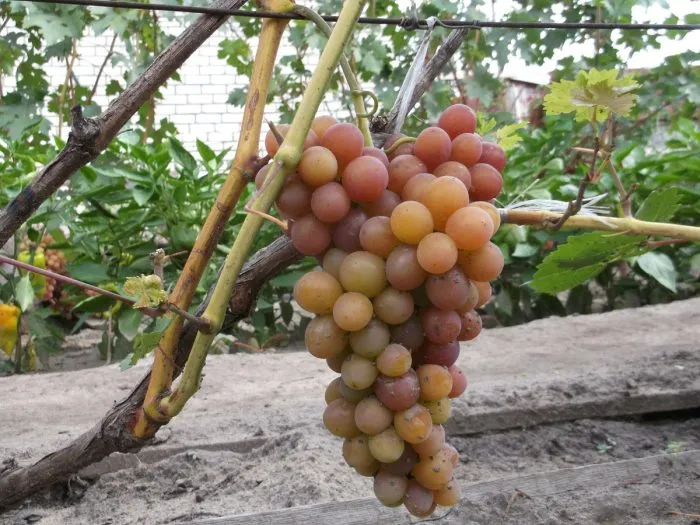 blestyaschiy-5-229025