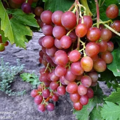 blestyaschiy-6-229025