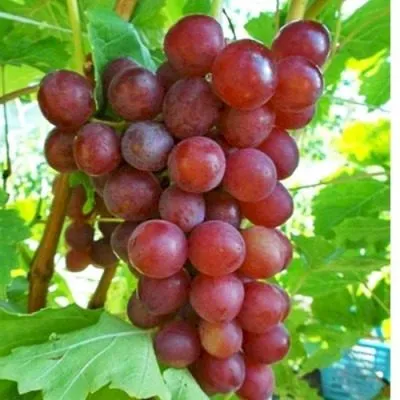 blestyaschiy-7-229025