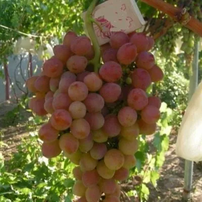 blestyaschiy-8-229025