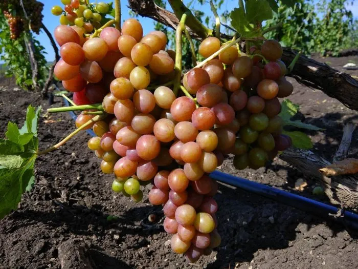 blestyaschiy-main-229025