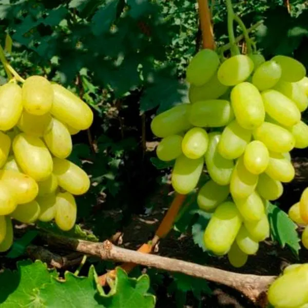 blondinka-main-236637