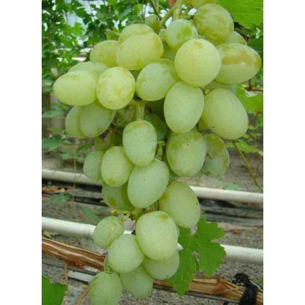 bogatyanovskiy-2-226253