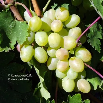 bogatyanovskiy-3-226253