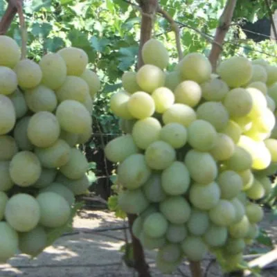 bogatyanovskiy-4-226253