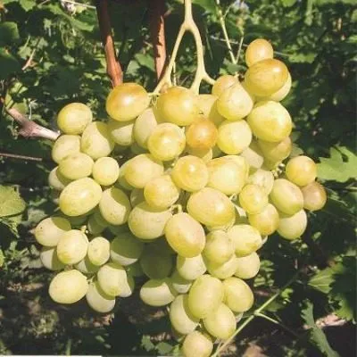 bogatyanovskiy-5-226253