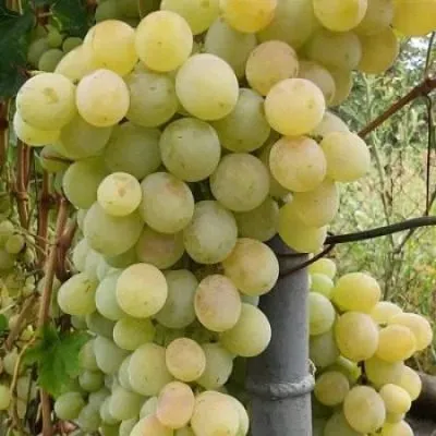 bogatyanovskiy-6-226253