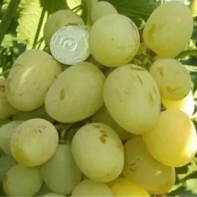 bogatyanovskiy-7-226253