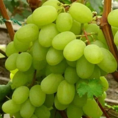 bogatyanovskiy-8-226253