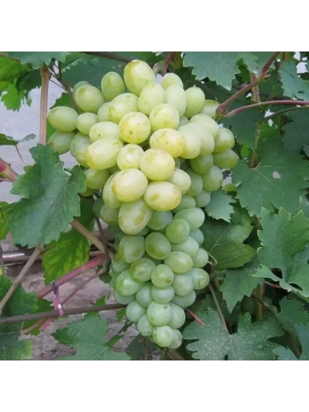 bogatyanovskiy-main-226253