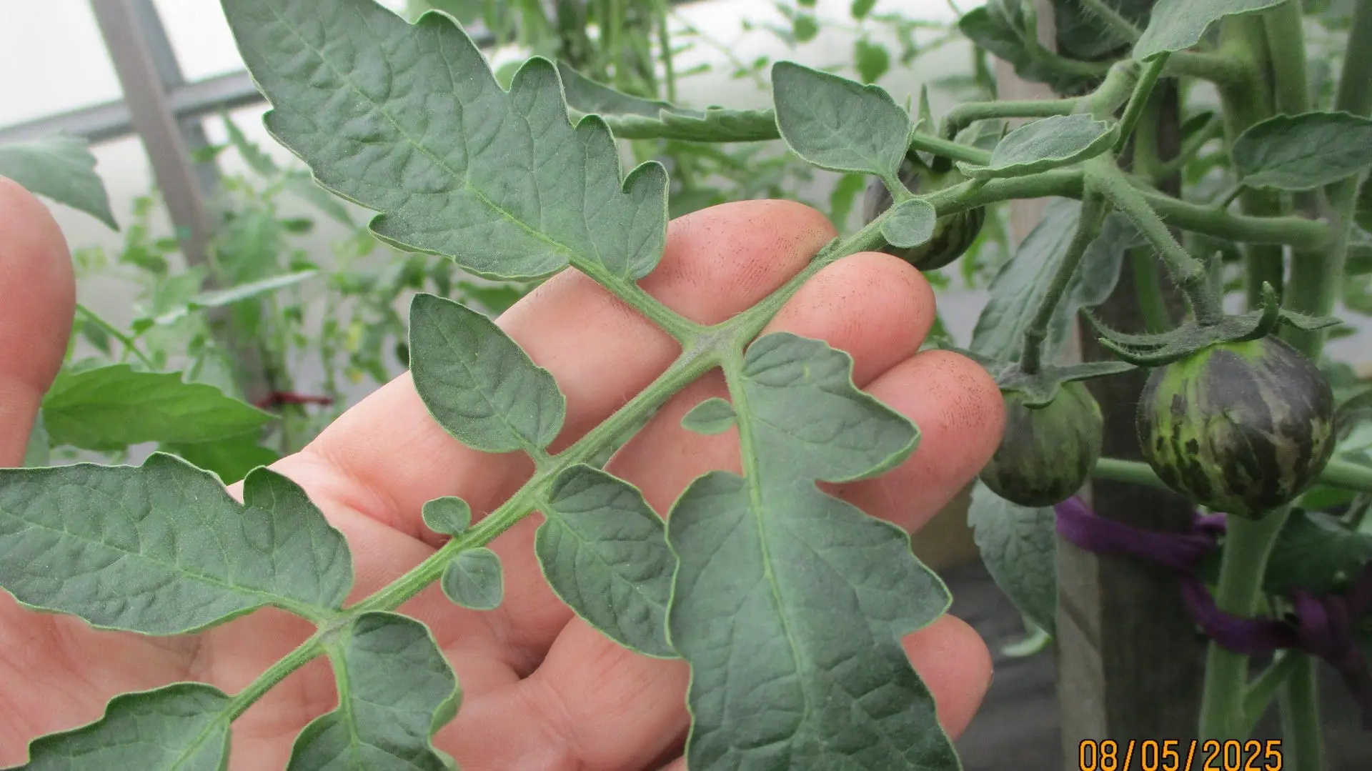 осмотр листьев томатов