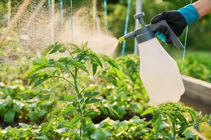 опрыскивание томатов из пульверизатора