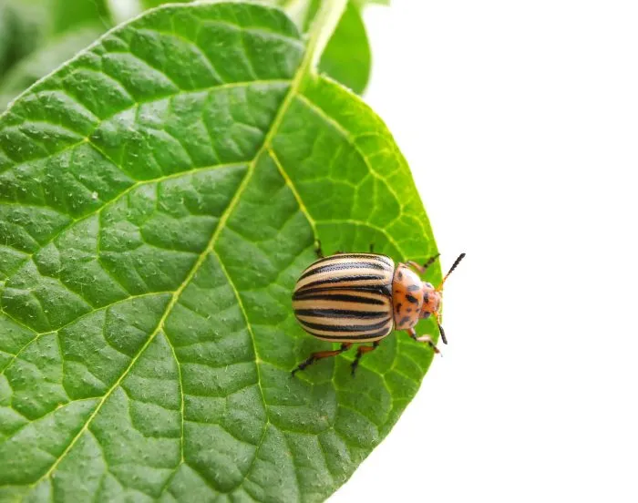 колорадский жук на листе