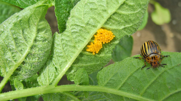 кладка яиц колорадского жука