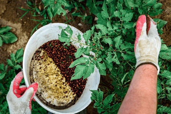 ручной сбор колорадских жуков