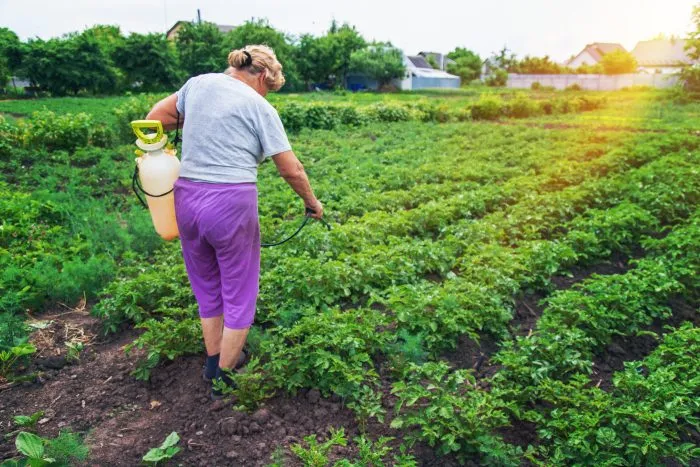 опрыскивание картофеля биопрепаратом