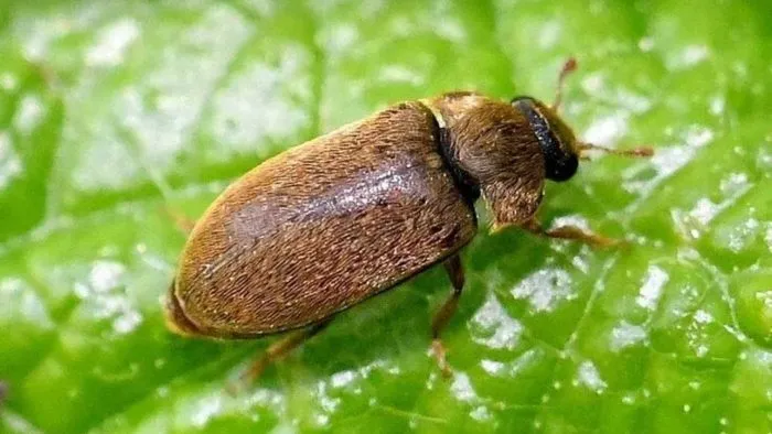 малинный жук