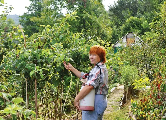опрыскивание в малиннике