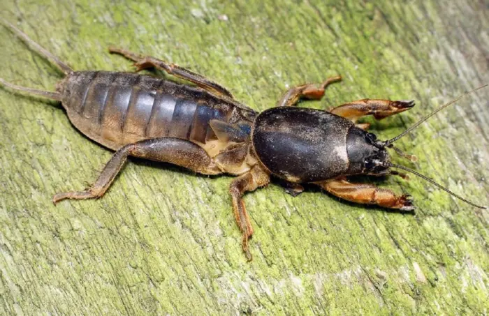 крупное насекомое медведка