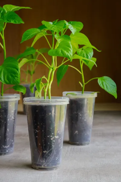 рассада перца в пластиковом стаканчике