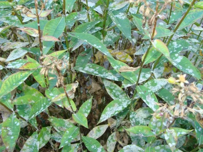 мучнистая роса на флоксах