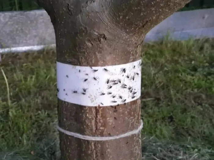 ловчий пояс на стволе яблони