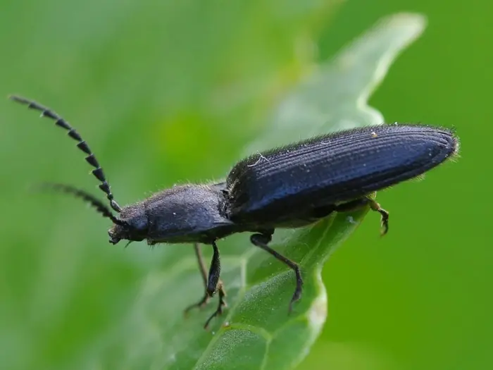 жук щелкун на листе