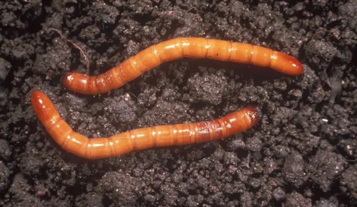 проволочник в земле