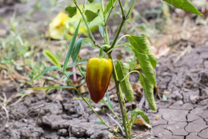 увядающий куст перца