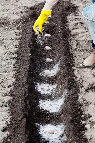 внесение извести в почву