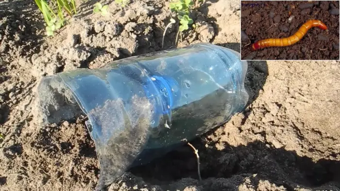 картофельная приманка для проволочника в земле