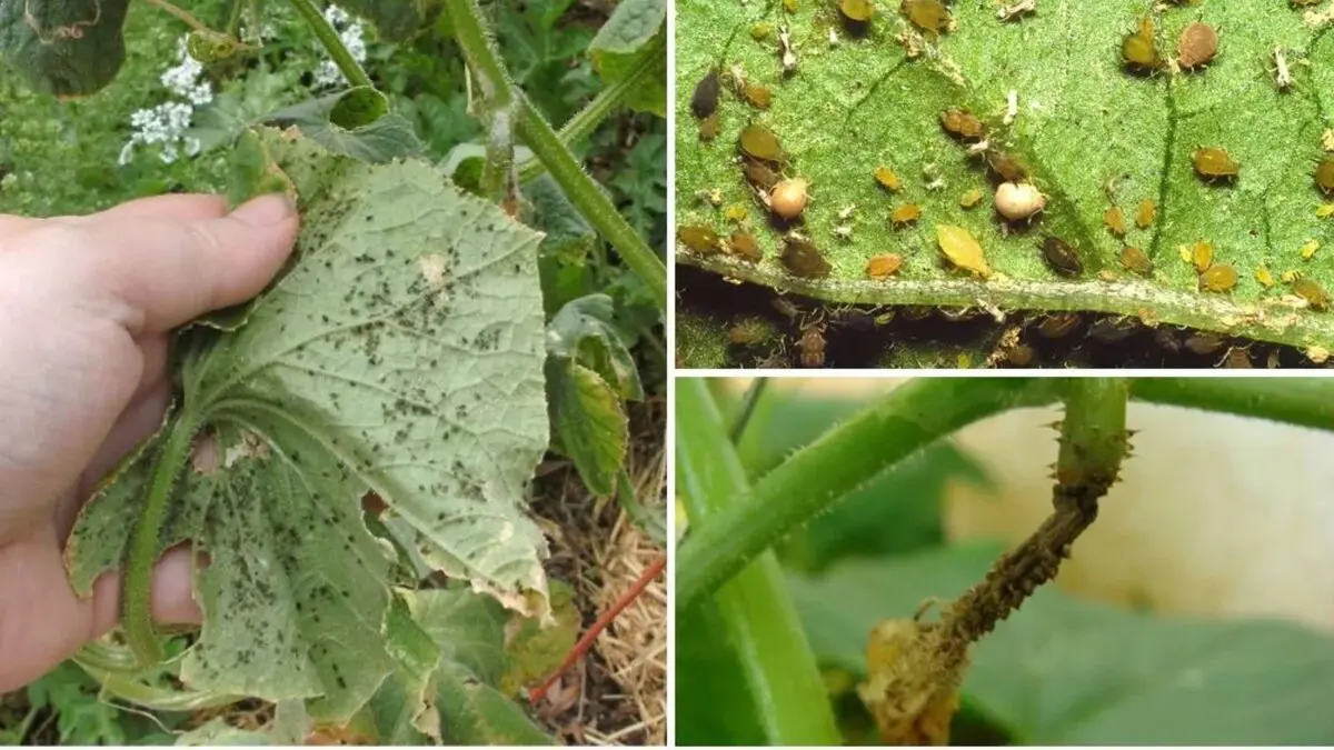 тля на листе огурца