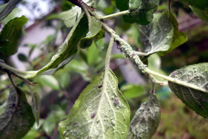 колония тли на листе яблони
