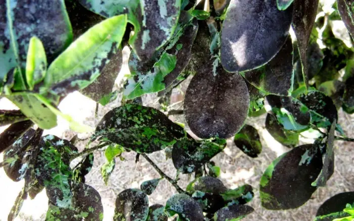 сажистый грибок на листьях яблони