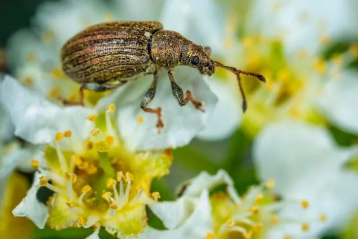 яблонный цветоед на ветке