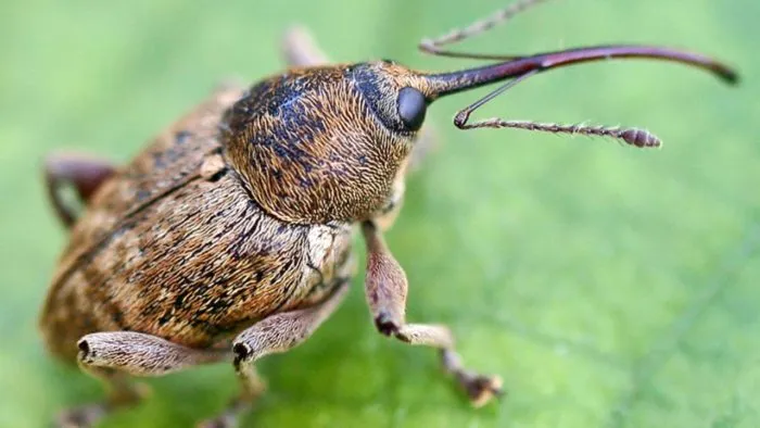 жуки яблоня пленка