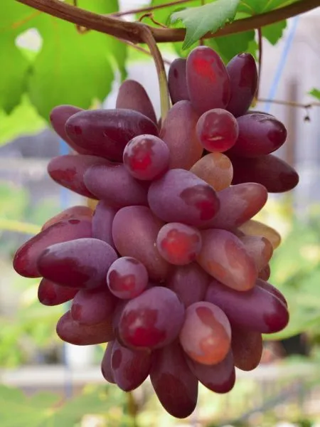 borisfen-main-230429