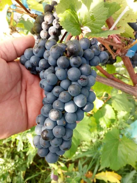 boskop-glori-2-229048