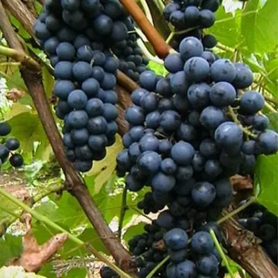 boskop-glori-4-229048