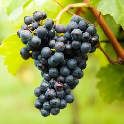 boskop-glori-5-229048