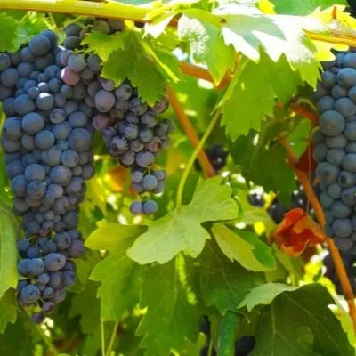 boskop-glori-6-229048