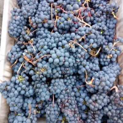 boskop-glori-7-229048