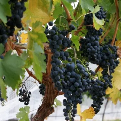 boskop-glori-8-229048