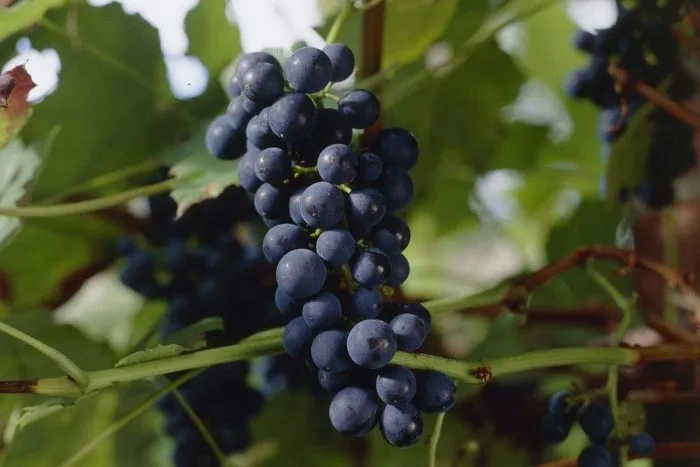 boskop-glori-main-229048