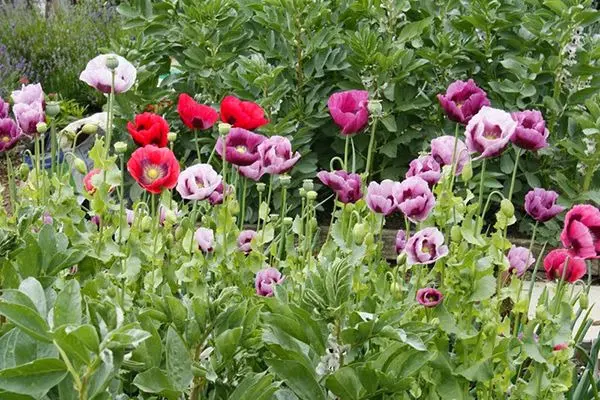 Посев маков в открытый грунт: сроки, схема и тонкости ухода