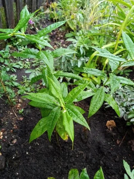 молодой побег флокса