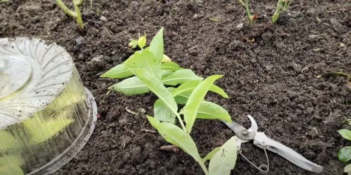 срез черенка флокса