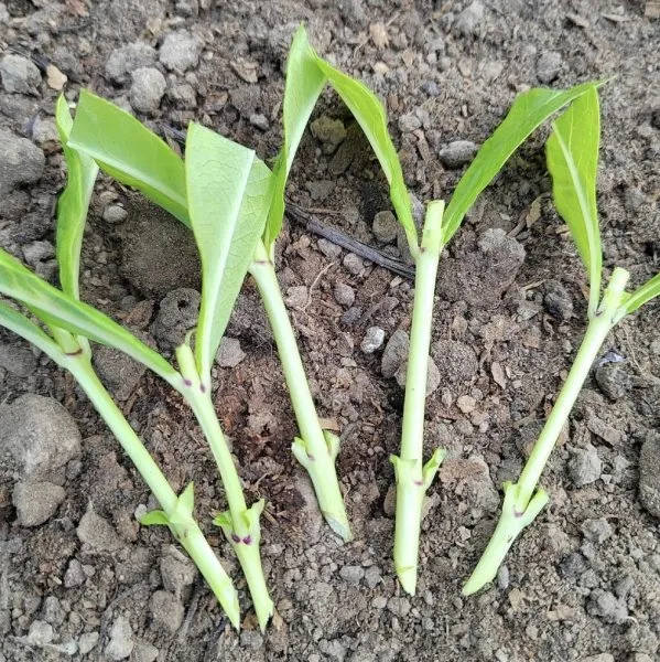 черенки флокса