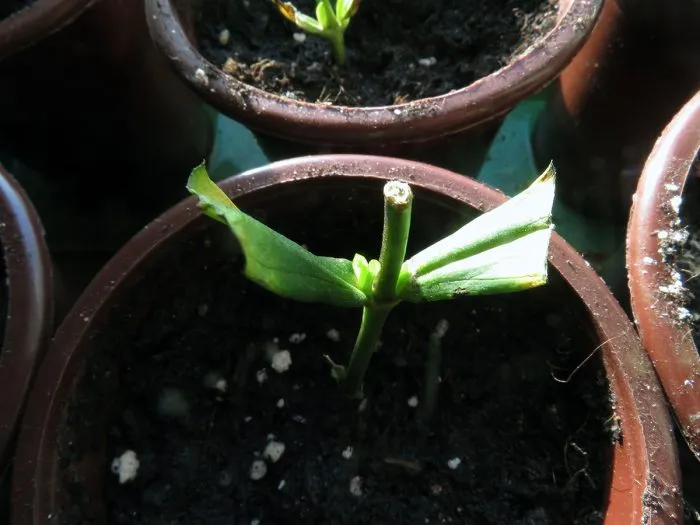 посадка черенка флокса в грунт